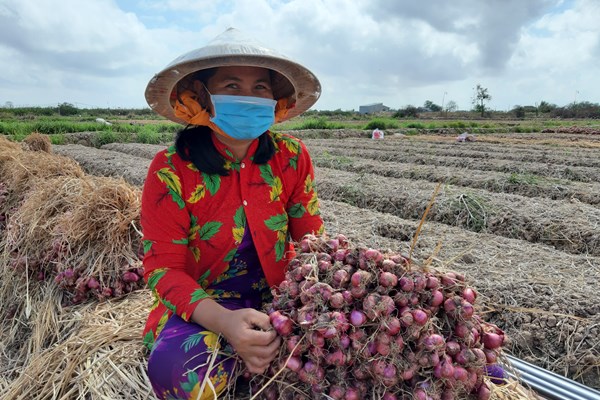 Nông dân Vĩnh Châu được mùa hành tím - Anh 1