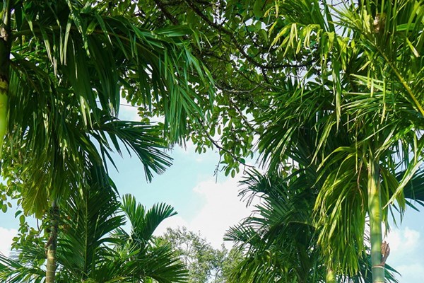 Quảng Nam: Cần gỡ khó cho du lịch Tiên Phước - Anh 3