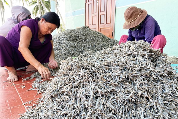 Quảng Ngãi: Rộn ràng mùa hấp cá cơm - Anh 6