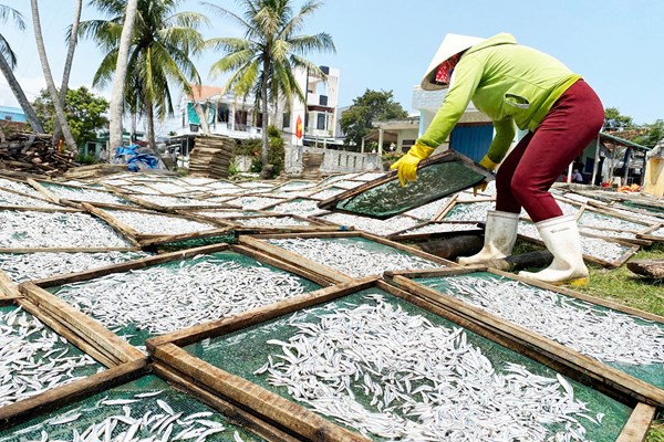 Quảng Ngãi: Rộn ràng mùa hấp cá cơm - Anh 5