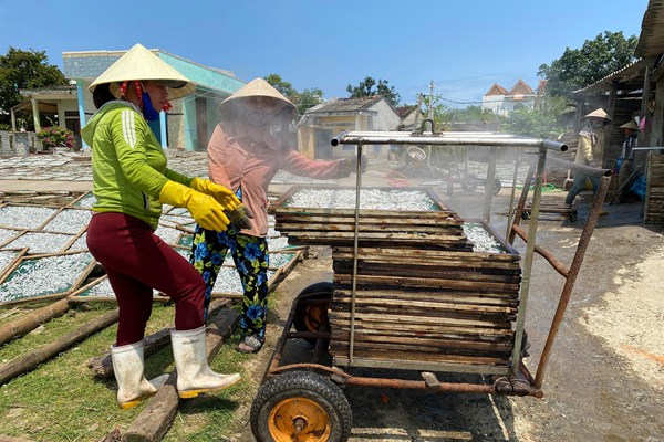 Quảng Ngãi: Rộn ràng mùa hấp cá cơm - Anh 2