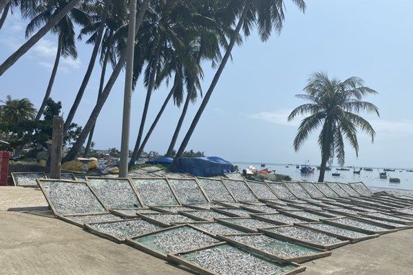 Quảng Ngãi: Rộn ràng mùa hấp cá cơm - Anh 7