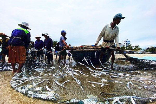 Lộc biển đãi người kéo lưới rùng bãi ngang - Anh 1