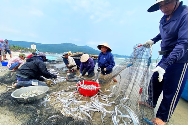 Lộc biển đãi người kéo lưới rùng bãi ngang - Anh 4