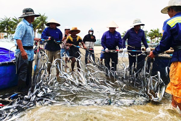 Lộc biển đãi người kéo lưới rùng bãi ngang - Anh 7