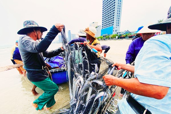 Lộc biển đãi người kéo lưới rùng bãi ngang - Anh 8