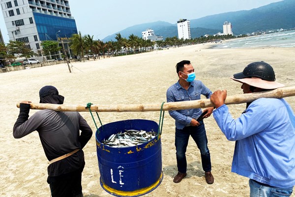 Lộc biển đãi người kéo lưới rùng bãi ngang - Anh 6