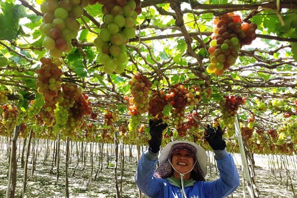 Sẽ có 800 diễn viên, nghệ sĩ  biển diễn trong đêm khai mạc Lễ hội nho và vang Ninh Thuận - Anh 3