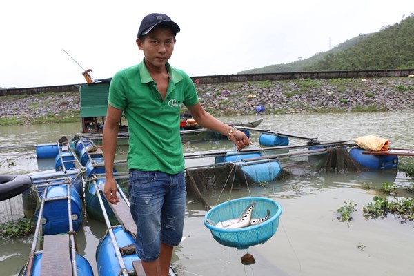 Quảng Ngãi: Nuôi cá lồng kết hợp phát triển du lịch sinh thái trên lòng hồ thuỷ điện - Anh 4