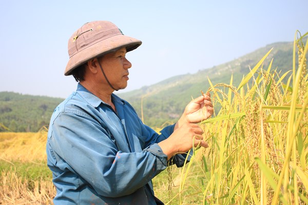 “Nếp tiến vua”, sản vật nổi tiếng của Sa Huỳnh - Anh 1