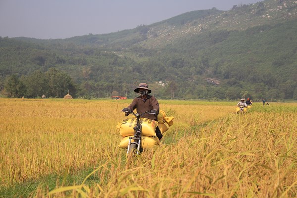 “Nếp tiến vua”, sản vật nổi tiếng của Sa Huỳnh - Anh 2