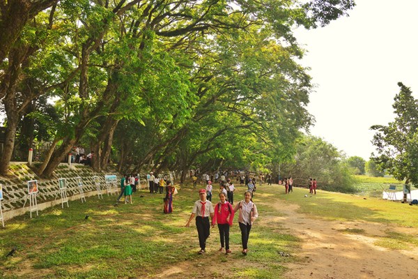 Hơn 20 hoạt động tại Lễ hội Tam Kỳ- Mùa hoa sưa năm 2023 - Anh 2