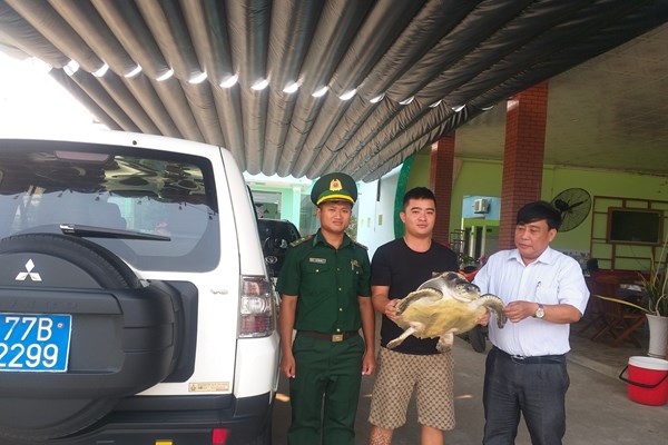 Bình Định: Thả đồi mồi dứa quý hiếm nặng 13kg về lại biển - Anh 1