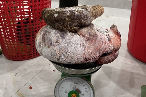 Phát hiện nhiều động vật hoang dã, quý hiếm tại nhà dân - Anh 2