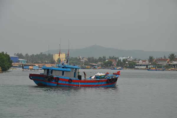 Ngư dân Quảng Ngãi trúng đậm mùa cá chuồn - Anh 4