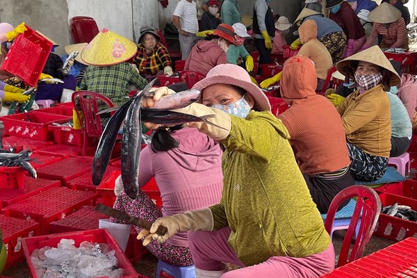Ngư dân Quảng Ngãi trúng đậm mùa cá chuồn - Anh 3
