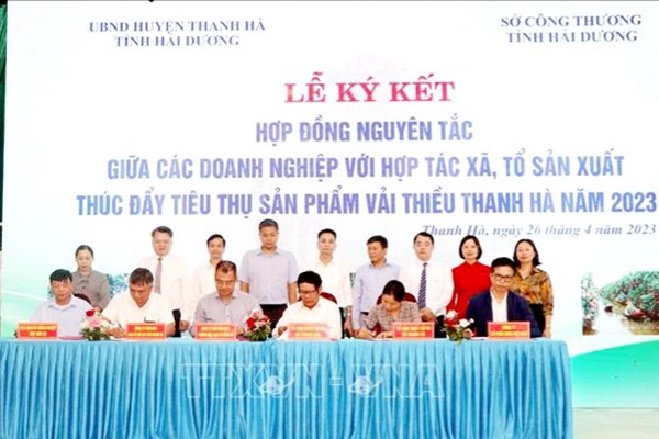 Hải Dương: Tổ chức Hội nghị xúc tiến thương mại tiêu thụ vải thiều - Anh 3