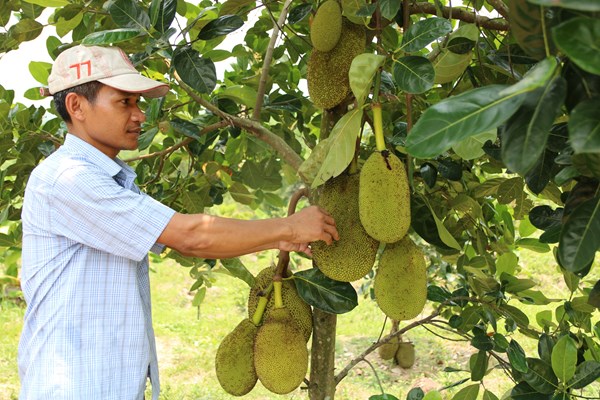 Đảng viên trẻ người Hrê làm kinh tế giỏi, xây dựng gia đình hạnh phúc - Anh 1