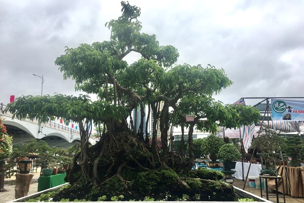 Đại hội và triển lãm Hội Sinh vật cảnh Đà Nẵng - Anh 2