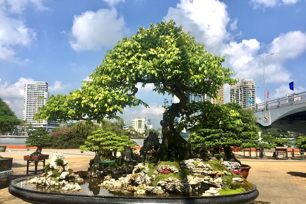 Đại hội và triển lãm Hội Sinh vật cảnh Đà Nẵng - Anh 4