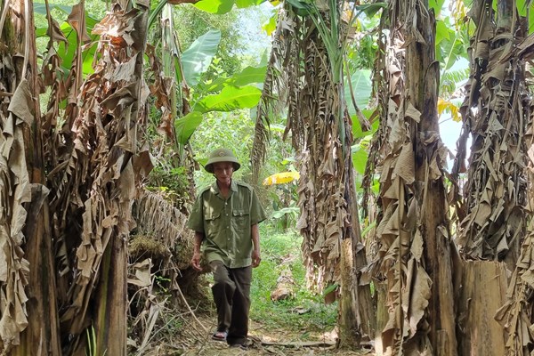 Quảng Ngãi: Sạt lở ven sông Trà Bồng và nỗi lo mất đất sản xuất - Anh 1