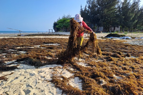 Mùa ngư dân đi hái rong biển - Anh 4