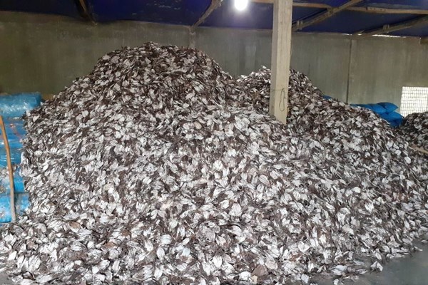 Quảng Ngãi: Ngư dân làng câu mực thu tiền tỉ sau phiên biển đầu năm - Anh 2