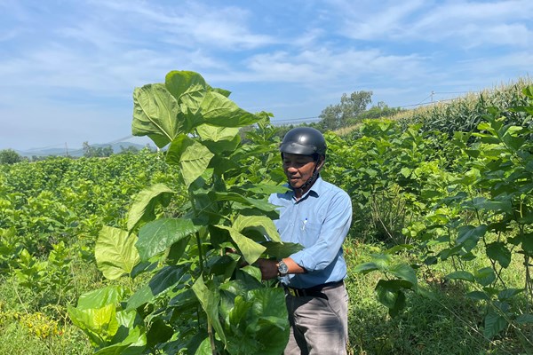 Giữ lửa nghề trồng dâu, nuôi tằm - Anh 1