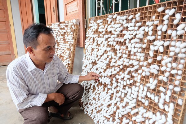 Giữ lửa nghề trồng dâu, nuôi tằm - Anh 2