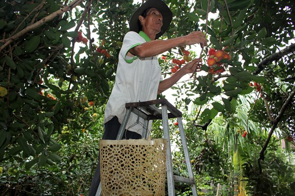 Nông dân phát triển kinh tế “nhờ” làm du lịch - Anh 2