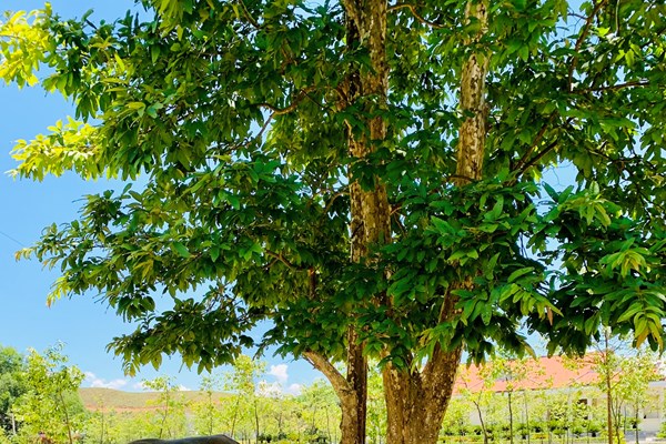 Cảnh quan môi trường bị ảnh hưởng nghiêm trọng - Anh 2