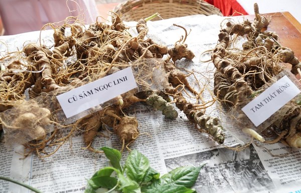Nỗ lực chống nạn mua bán sâm Ngọc Linh giả - Anh 1