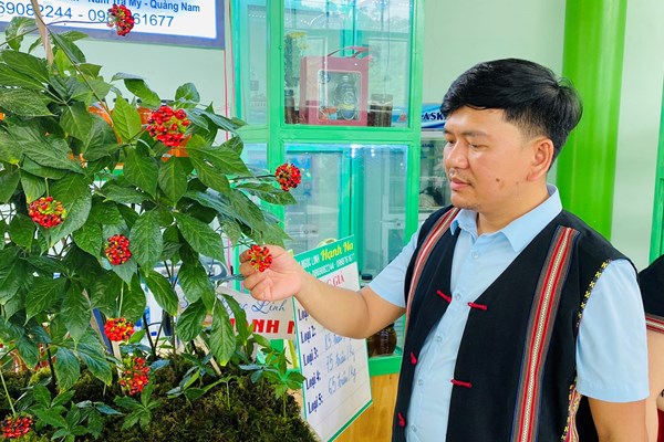 60 gian hàng tham gia phiên chợ sâm Ngọc Linh lần thứ 56 - Anh 2