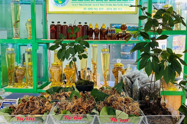 Quảng Nam: Khai mạc Lễ hội sâm “Ngọc Linh– Khát vọng vươn xa