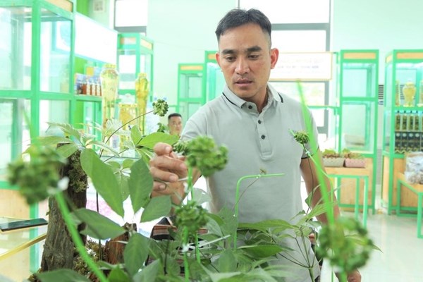 Cây sâm Ngọc Linh 9 nhánh được bán với giá gần 900 triệu đồng - Anh 1