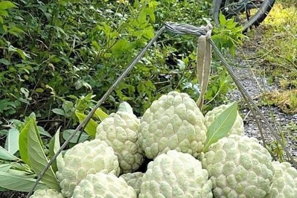 Tuần lễ quảng bá nông sản Lạng Sơn tại Hà Nội - Anh 1