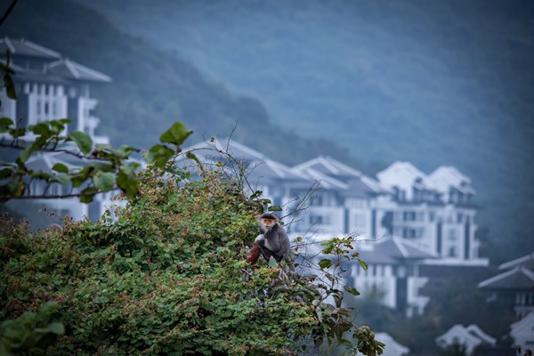 Travel+Leisure: Khám phá Bà Nà Hills là một trong những trải nghiệm tuyệt vời nhất ở Đà Nẵng - Anh 3