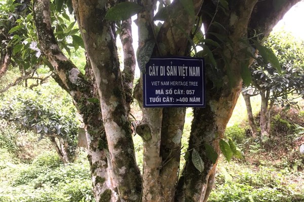 Làm thế nào để đưa trà Việt vươn tầm thế giới?  Bài 1: Trà Việt với bề dày văn hóa lịch sử - Anh 1