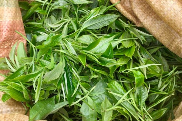 Làm thế nào để đưa trà Việt vươn tầm thế giới?  Bài 1: Trà Việt với bề dày văn hóa lịch sử - Anh 2