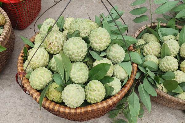 Lạng Sơn: Quảng bá, tiêu thụ na và các sản phẩm OCOP Chi Lăng - Anh 2