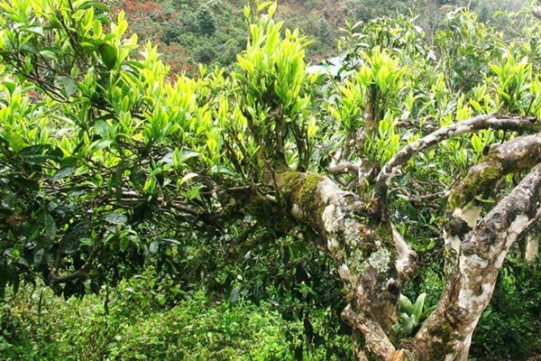 Làm thế nào để đưa trà Việt vươn tầm thế giới? Bài 2: Thiếu thương hiệu, trà Việt khó vươn tầm thế giới - Anh 1