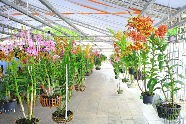 Triển lãm hoa lan mở rộng năm 2023 tại TP Cần Thơ - Anh 2