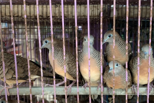 Chim trời được bày bán công khai ở Quảng Ngãi - Anh 3