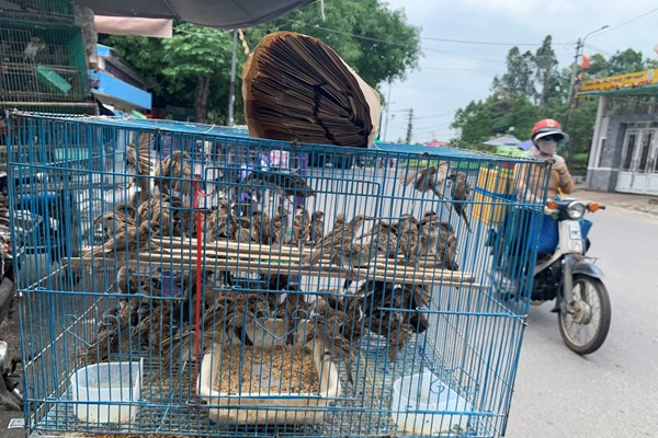 Chim trời được bày bán công khai ở Quảng Ngãi - Anh 1