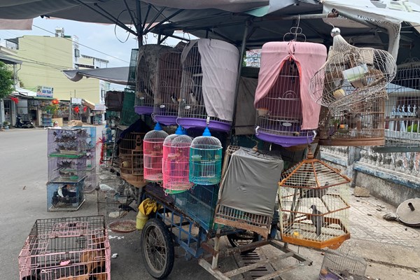 Chim trời được bày bán công khai ở Quảng Ngãi - Anh 4