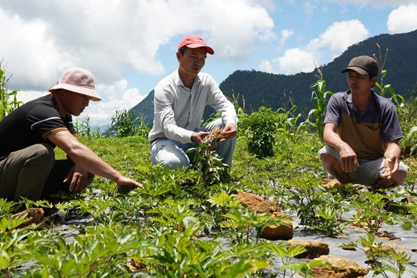 Bảo tồn và phát triển cây dược liệu tại miền núi Quảng Ngãi - Anh 3