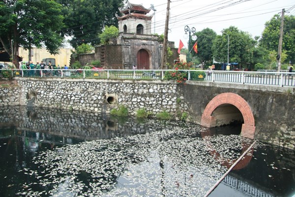 Cá chết nổi trắng hào thành cổ Vinh - Anh 1