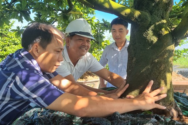 Trồng mai vàng cho “mùa vàng” - Anh 3