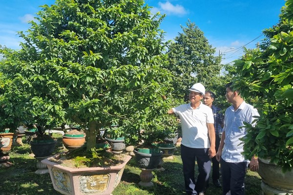 Trồng mai vàng cho “mùa vàng” - Anh 1