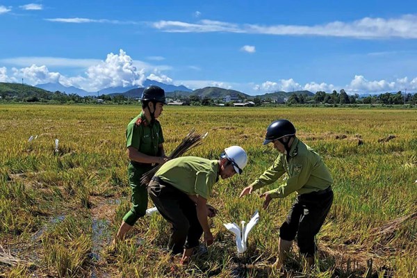 Ngăn chặn nạn săn bắt chim trời - Anh 1